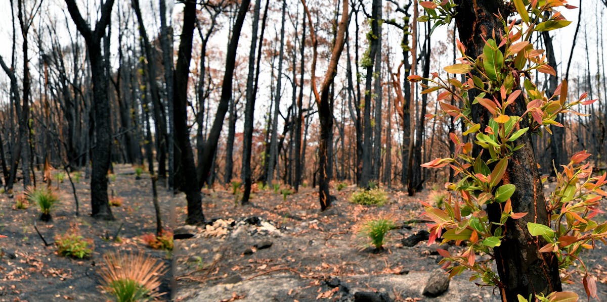 With approaching $100 billion, the fires are Australia's costliest natural disaster
