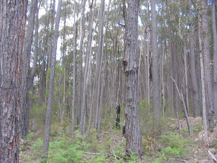 Forest thinning is controversial, but it shouldn’t be ruled out for managing bushfires