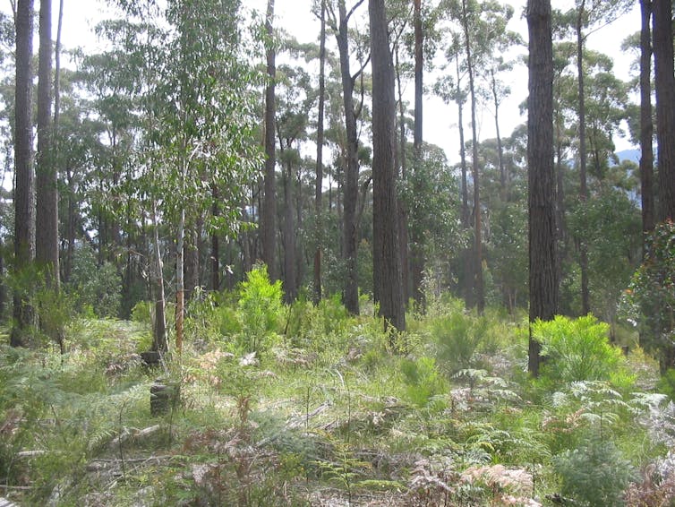 Forest thinning is controversial, but it shouldn’t be ruled out for managing bushfires