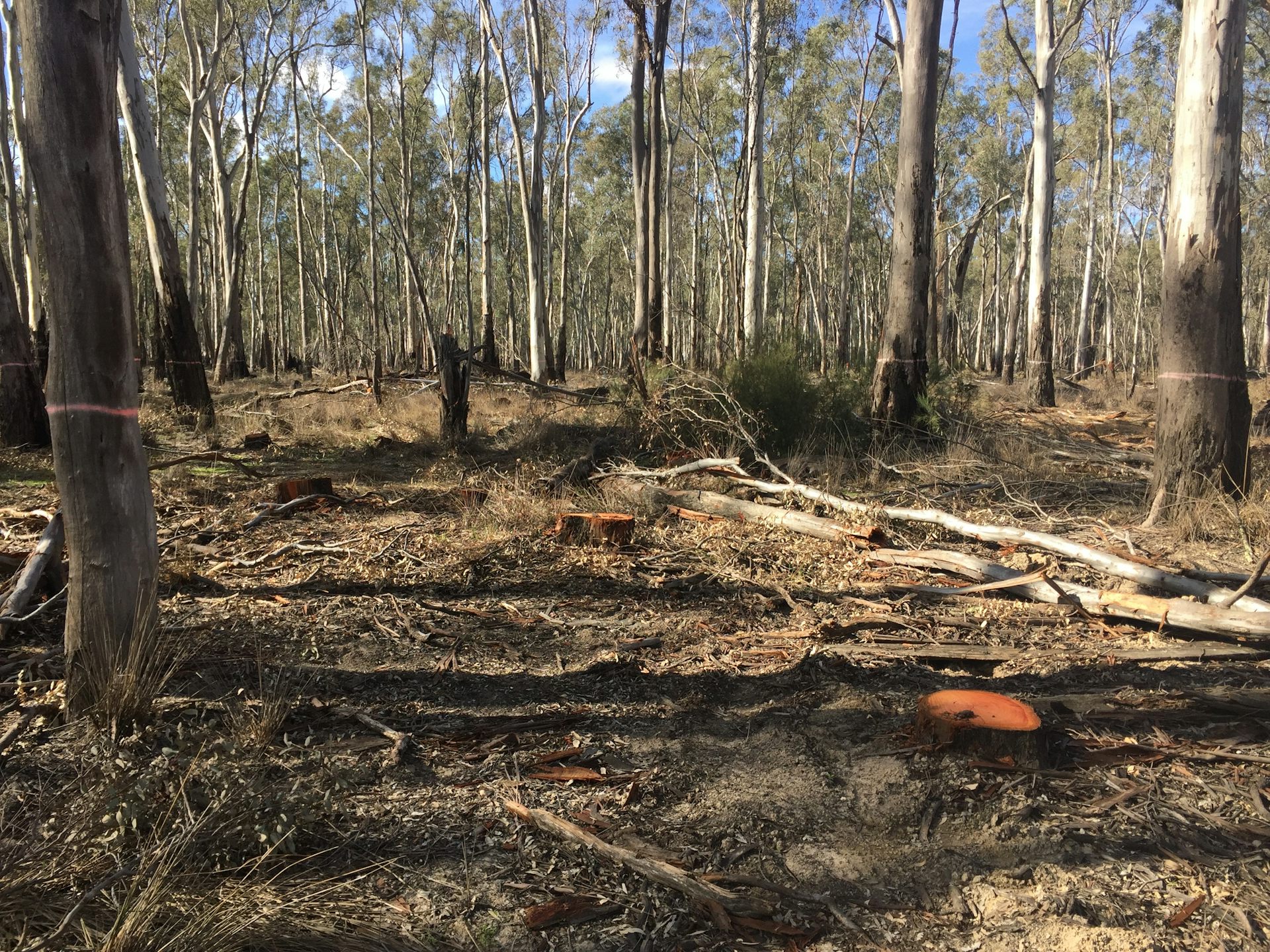 Forest thinning is controversial, but it shouldn&rsquo;t be ruled out for managing bushfires