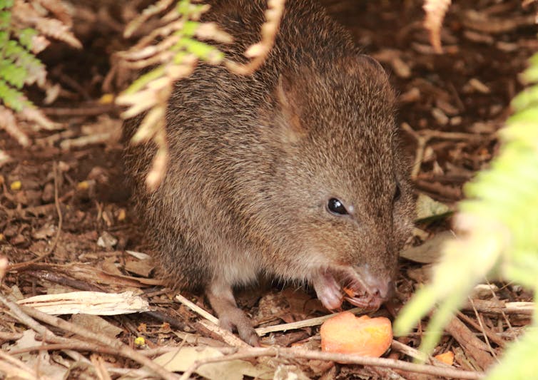 Six million hectares of threatened species habitat up in smoke