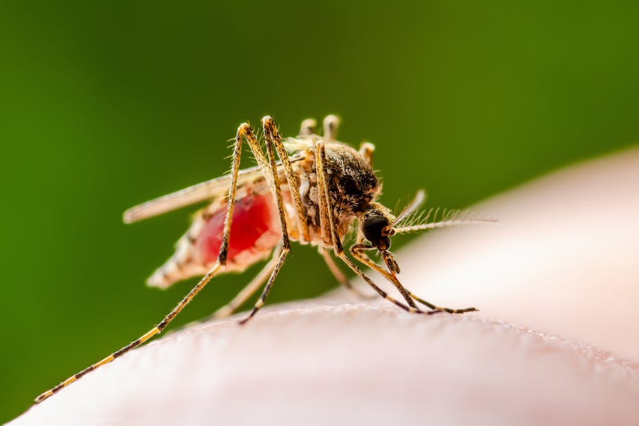 Heavy rains put Kenya at risk of mosquito-borne diseases
