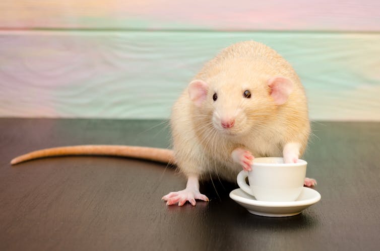 Efectos del café en el cuerpo
