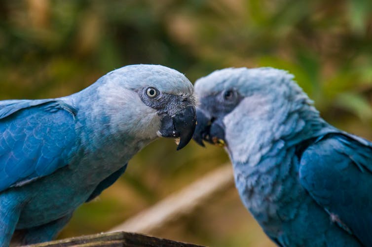 Bird species are facing extinction hundreds of times faster than