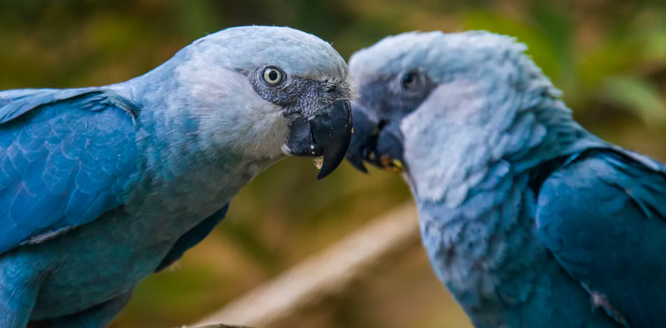 Bird species are facing extinction hundreds of times faster than ...