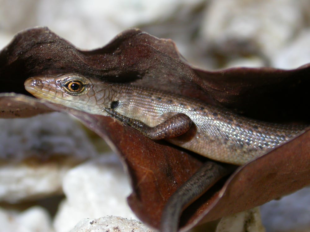 Australian Endangered Species Christmas Island Forest Skink Christmas Island Forest Skink 2021