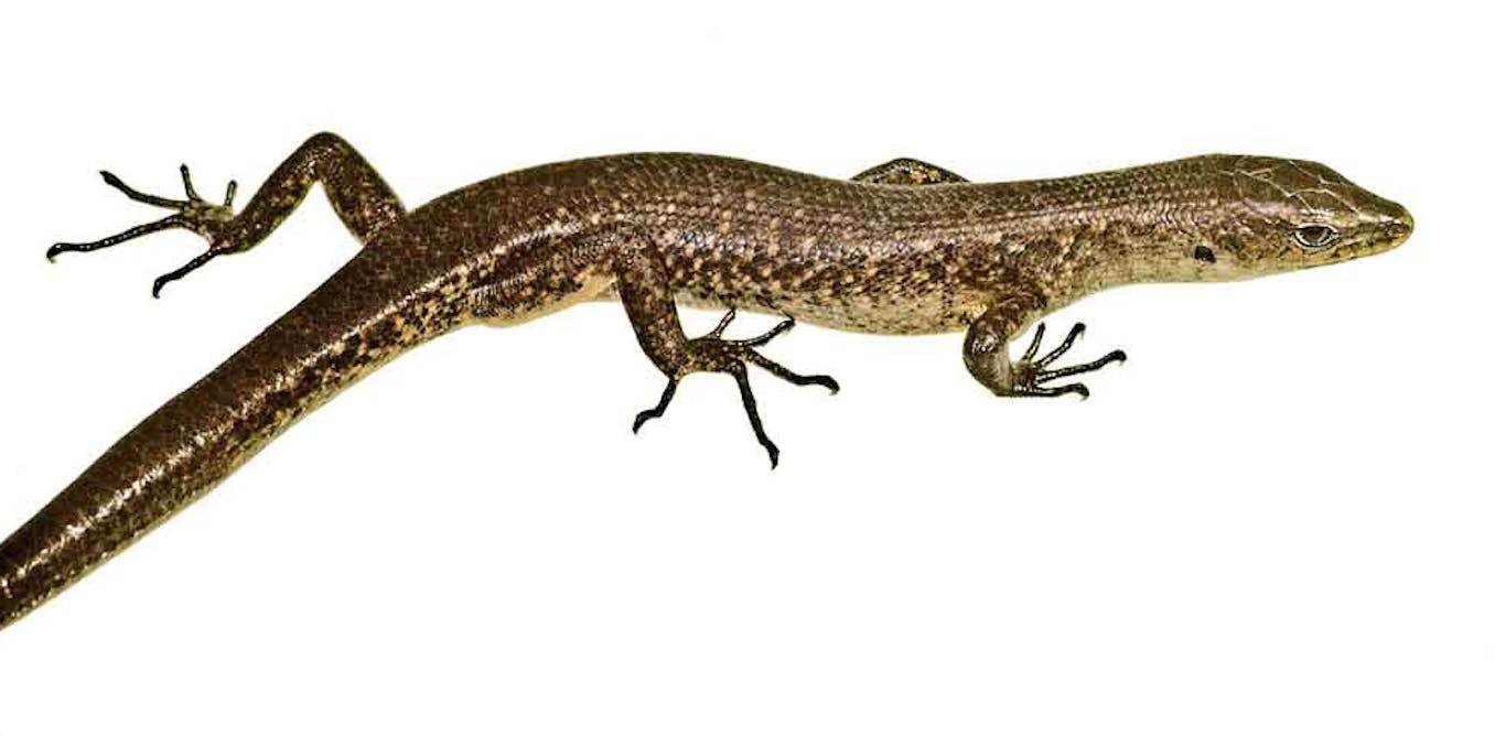 Australian Endangered Species Christmas Island Forest Skink Christmas Island Forest Skink 2021