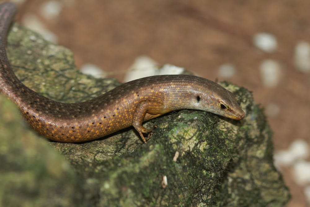 Australian Endangered Species Christmas Island Forest Skink Christmas Island Forest Skink 2021