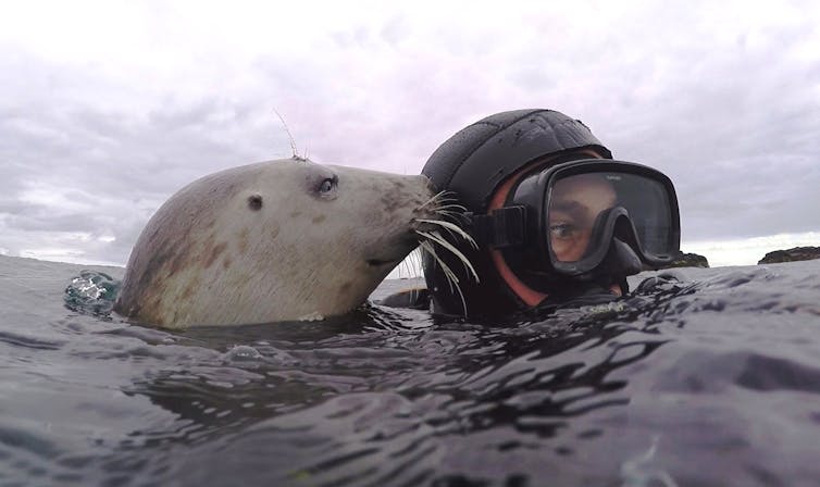 Deep impact: grey seals clap underwater to communicate