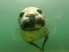 Deep impact: grey seals clap underwater to communicate