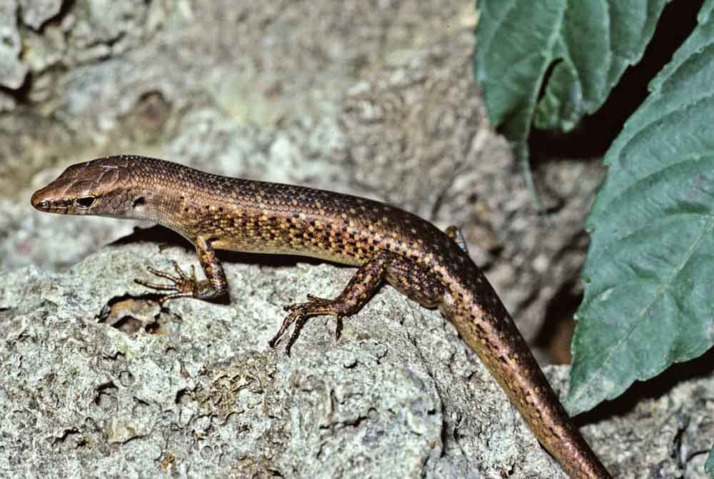 Australian Endangered Species Christmas Island Forest Skink Christmas Island Forest Skink 2021