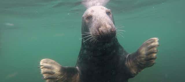 Gray seals clap underwater to communicate, study finds - CNET