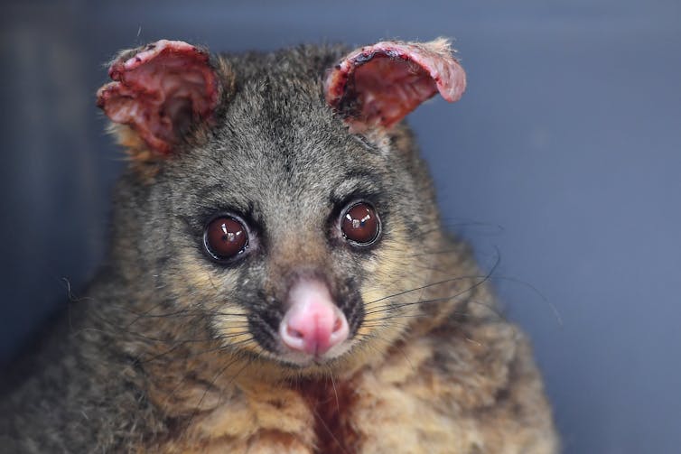 Conservation scientists are grieving after the bushfires -- but we must not give up