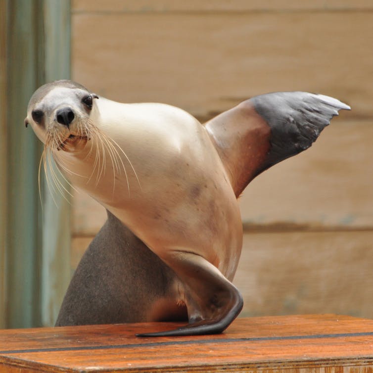grey seals clap underwater to communicate