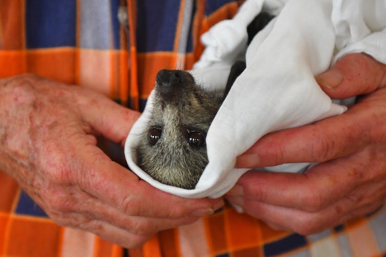 Conservation scientists are grieving after the bushfires -- but we must not give up