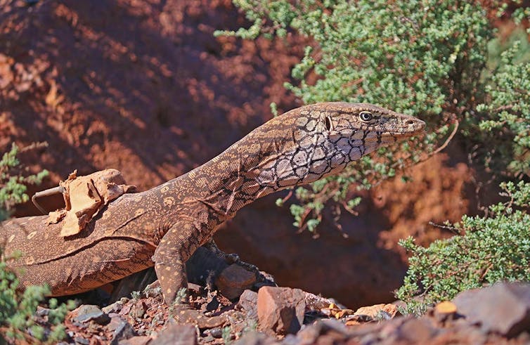 I walked 1,200km in the outback to track huge lizards. Here's why