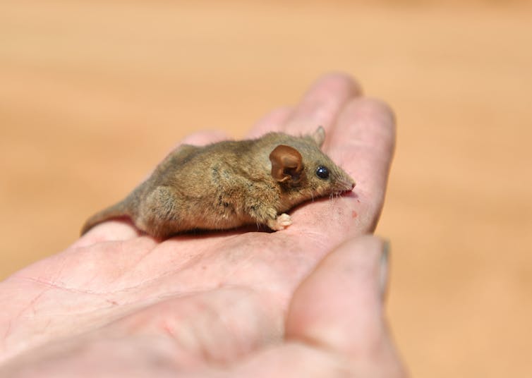 Conservation scientists are grieving after the bushfires -- but we must not give up