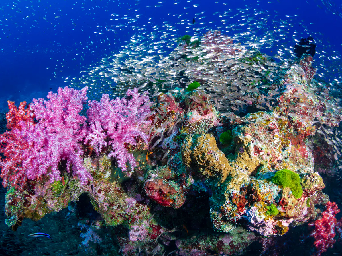 Les Coraux Nous Parlent Et Ils Nous En Disent Beaucoup Sur Eux Les Coraux Nous Parlent Et Ils Nous En Disent Beaucoup Sur Eux