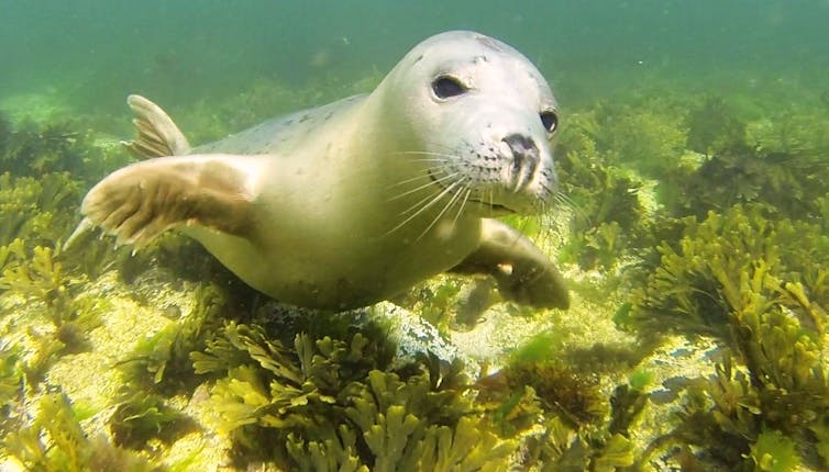 Deep impact: grey seals clap underwater to communicate