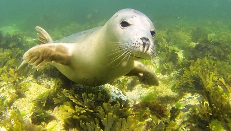 grey seals clap underwater to communicate