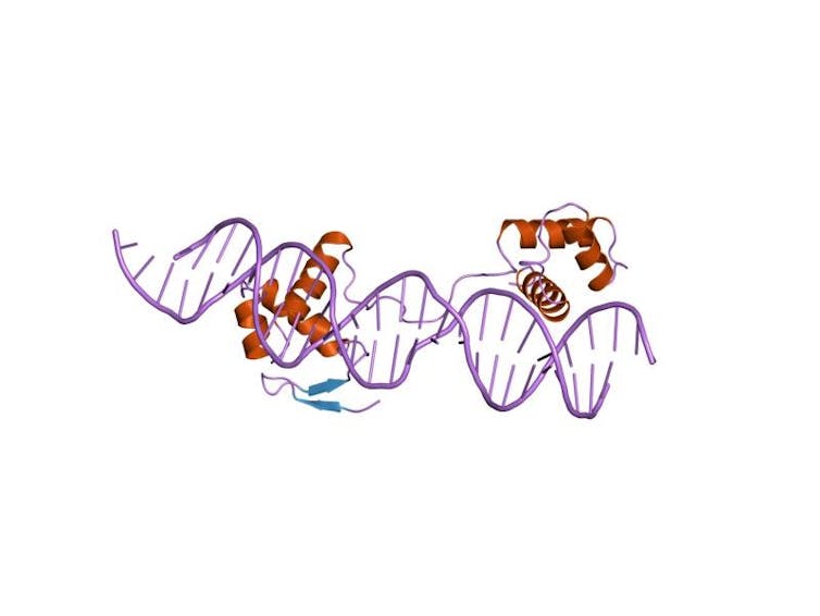 Estructura molecular de la proteína PAX-6, el gen primario causante de la aniridia. Wikimedia commons, CC BY