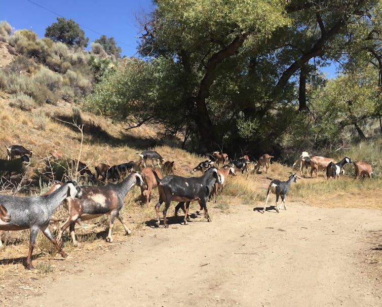 Young California ranchers are finding new ways to raise livestock and improve the land