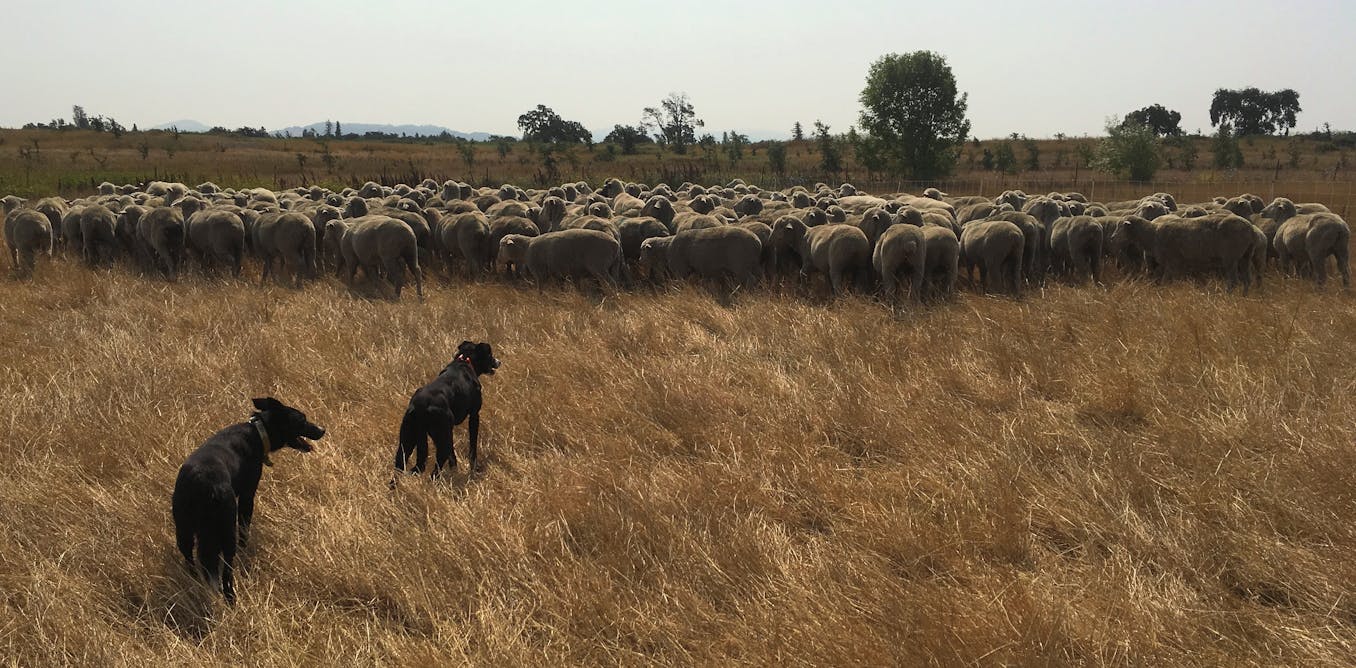 Young California ranchers are finding new ways to raise livestock and ...