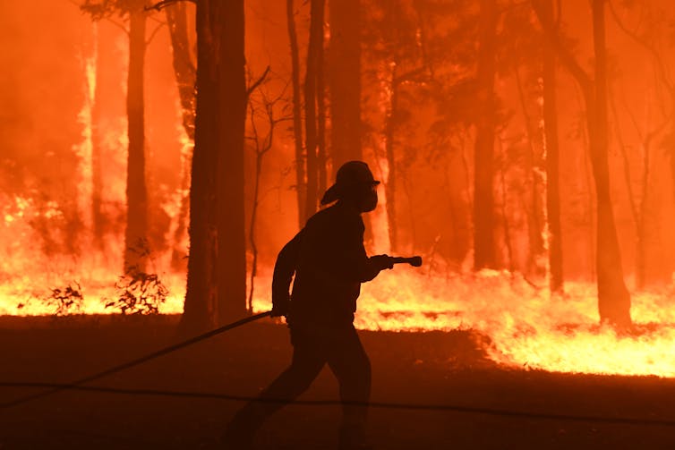 Friday essay: this grandmother tree connects me to Country. I cried when I saw her burned