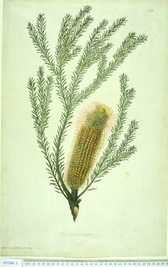 Botany and the colonisation of Australia in 1770