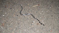 The many-banded krait (Bungarus multicinctus), also known as the Taiwanese krait or the Chinese krait, is a highly venomous species of elapid snake found in much of central and southern China and Southeast Asia. Briston/Wikimedia, CC BY-SA