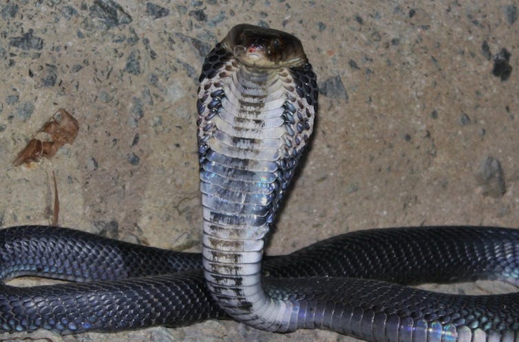 Chinese cobra (Naja atra) with hood spread. Briston/Wikimedia, CC BY-SA, venom