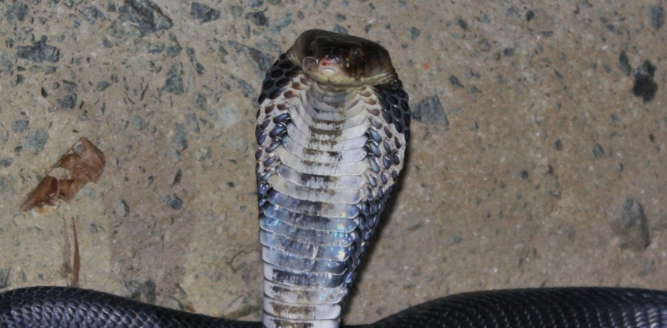 Snakes Could Be The Original Source Of The New Coronavirus Outbreak In China Snakes Could Be The Original Source Of The New Coronavirus Outbreak In China