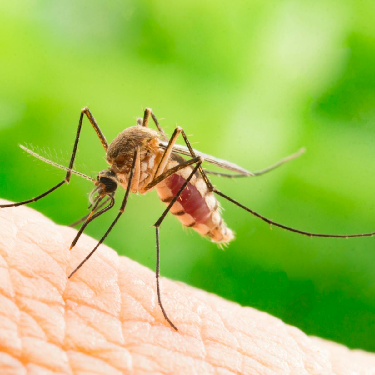 Mosquito bites: widely available skin cream found to prevent the spread of  deadly viruses – new research