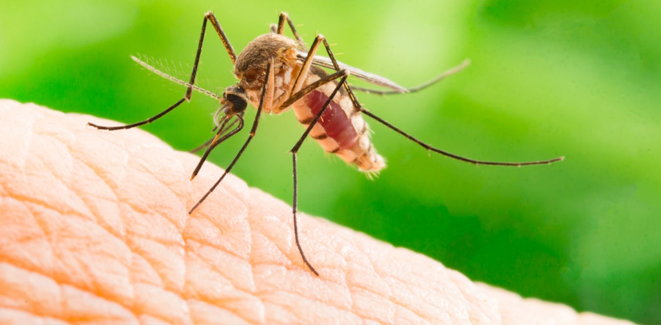 Mosquito Pest Control in Michigan | Wingman Pest Control
