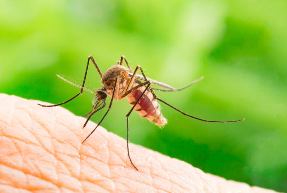 Mosquito bites: widely available skin cream found to prevent the ...