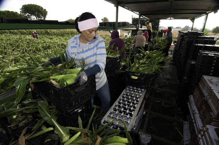 Why California is banning chlorpyrifos, a widely-used pesticide: 5 questions answered