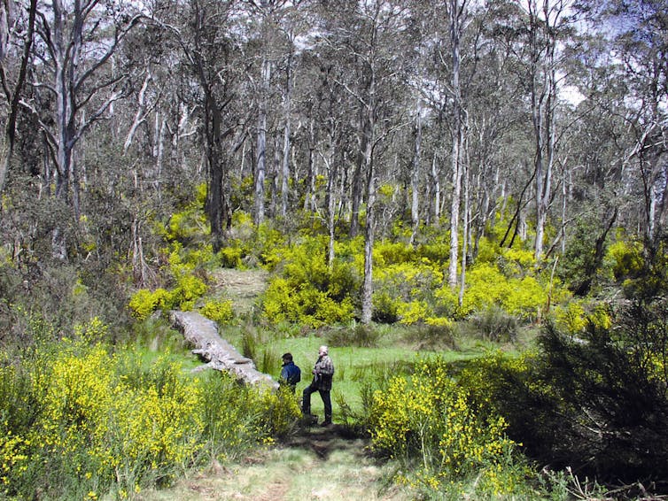 Pulling out weeds is the best thing you can do to help nature recover from the fires