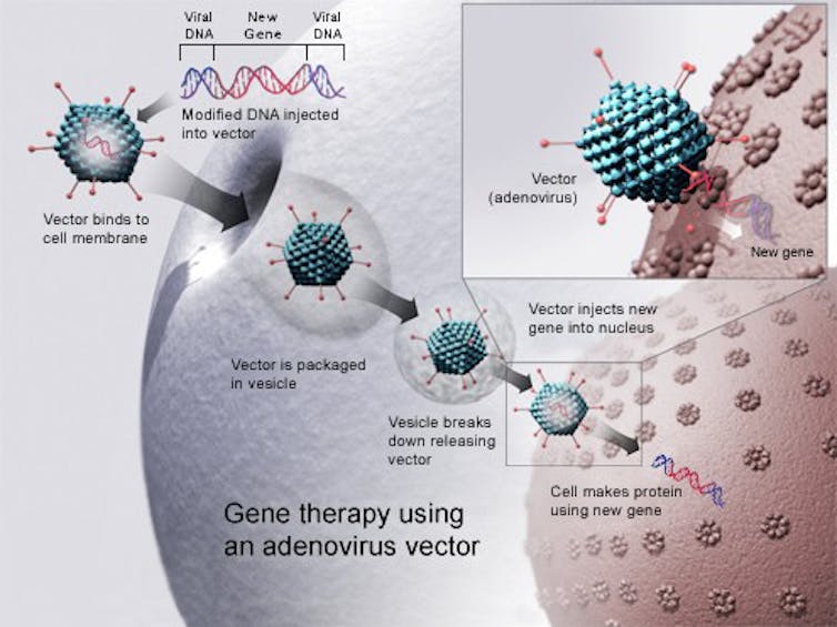 Potential gene therapy to combat cocaine addiction