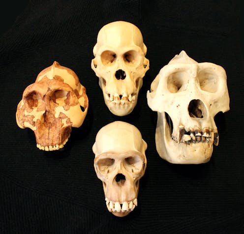How smart were our ancestors? Turns out the answer isn't in brain size, but blood flow