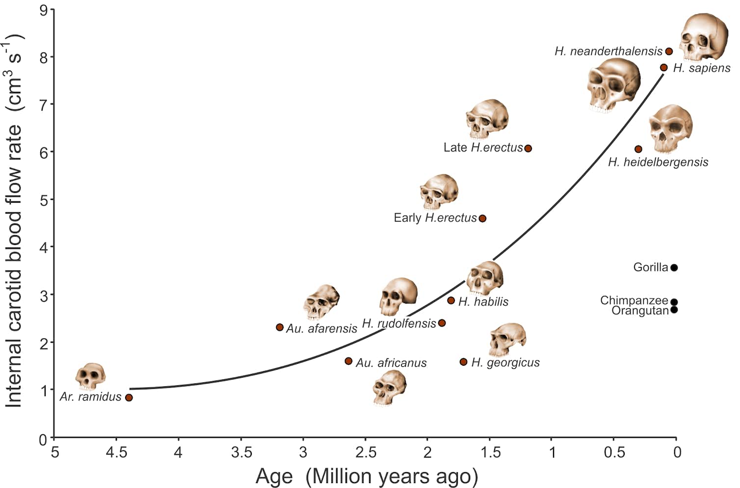 How smart were our ancestors? Turns out the answer isn’t in brain size, but blood flow
