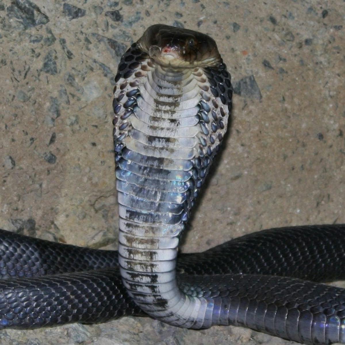 Bagaimana Coronavirus Wuhan Bisa Saja Berasal Dari Ular Bagaimana Coronavirus Wuhan Bisa Saja Berasal Dari Ular