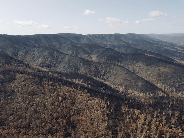 Fire almost wiped out rare species in the Australian Alps. Feral horses are finishing the job