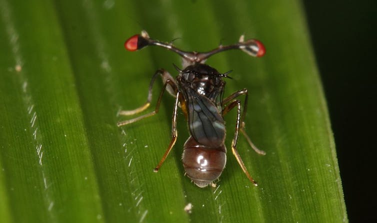 An argument for gene drive technology to genetically control insects like mosquitoes and locusts