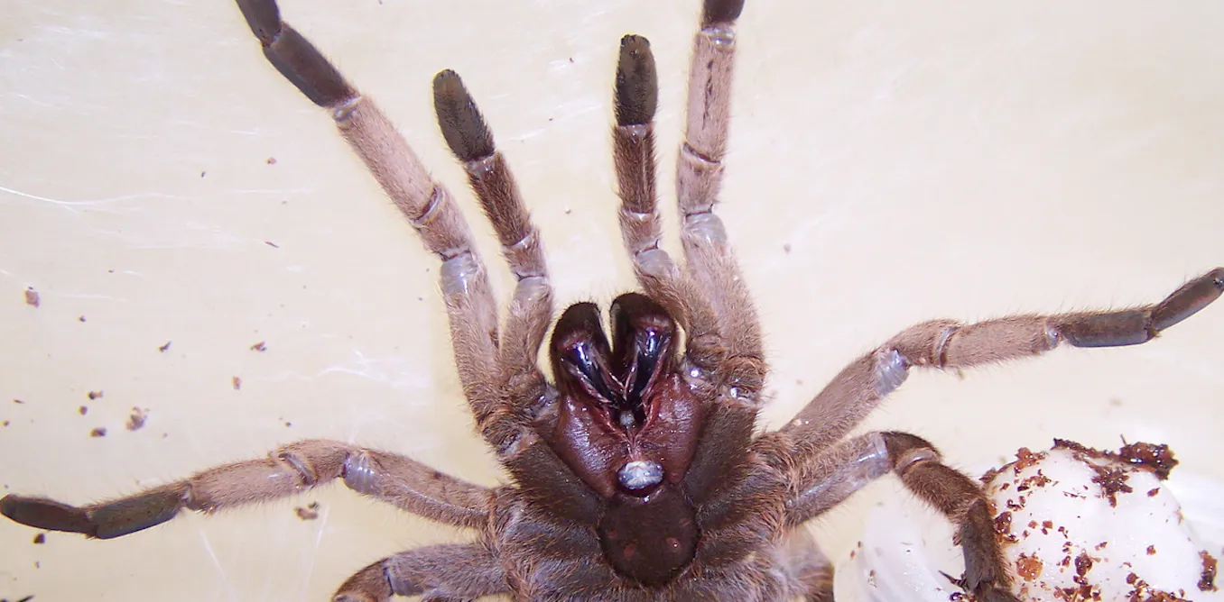 Tarantula Venom A New Selective Effective Edible Insecticide tarantula-venom-a-new-selective-effective-edible-insecticide