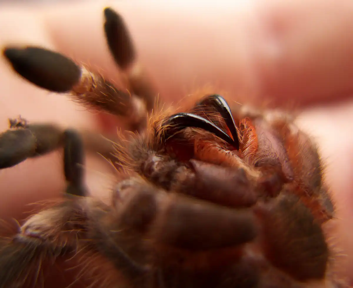 Tarantula venom: a new selective, effective edible insecticide