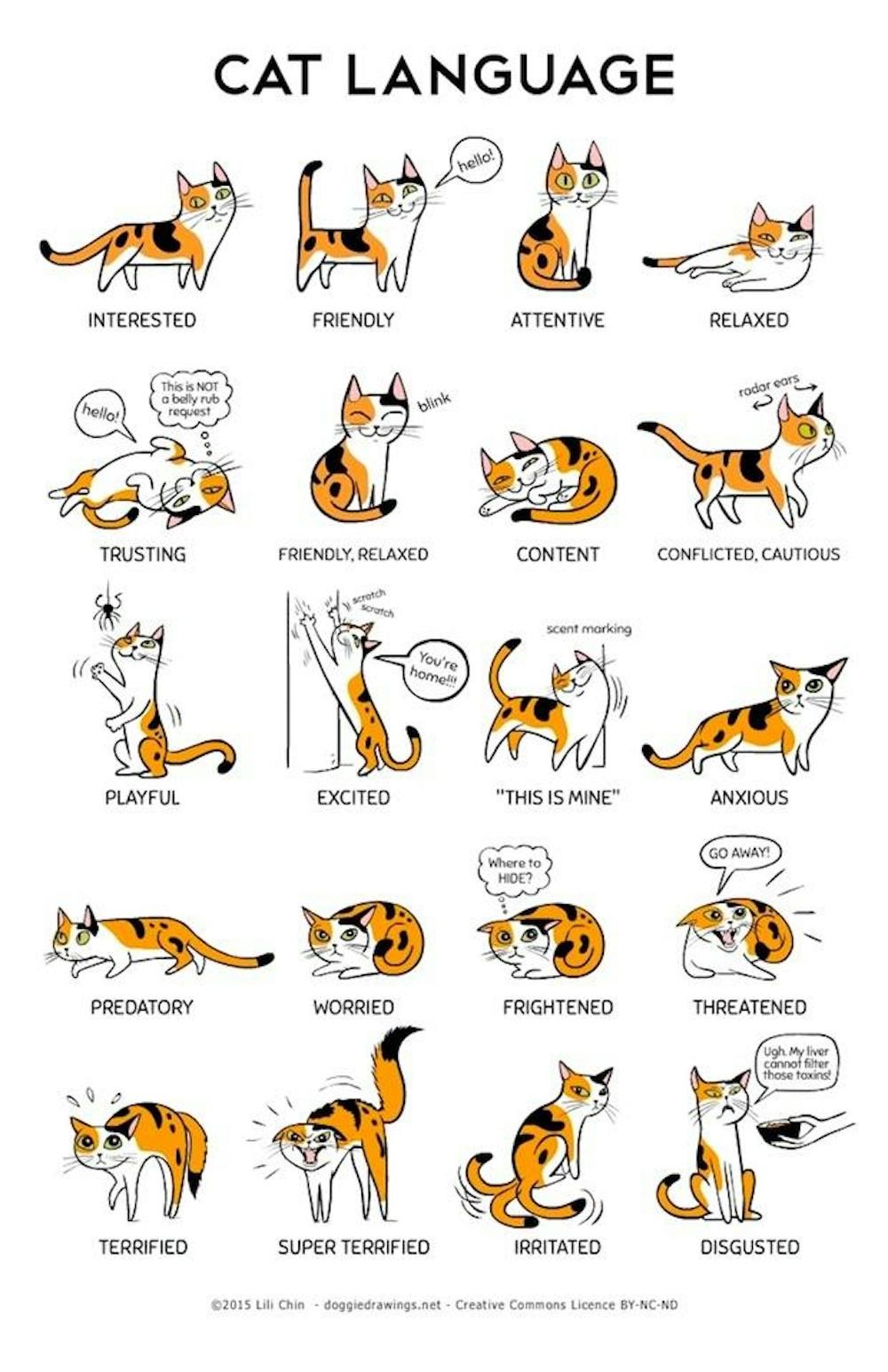 Savez Vous Parler La Langue Des Chats Savez Vous Parler La Langue Des Chats
