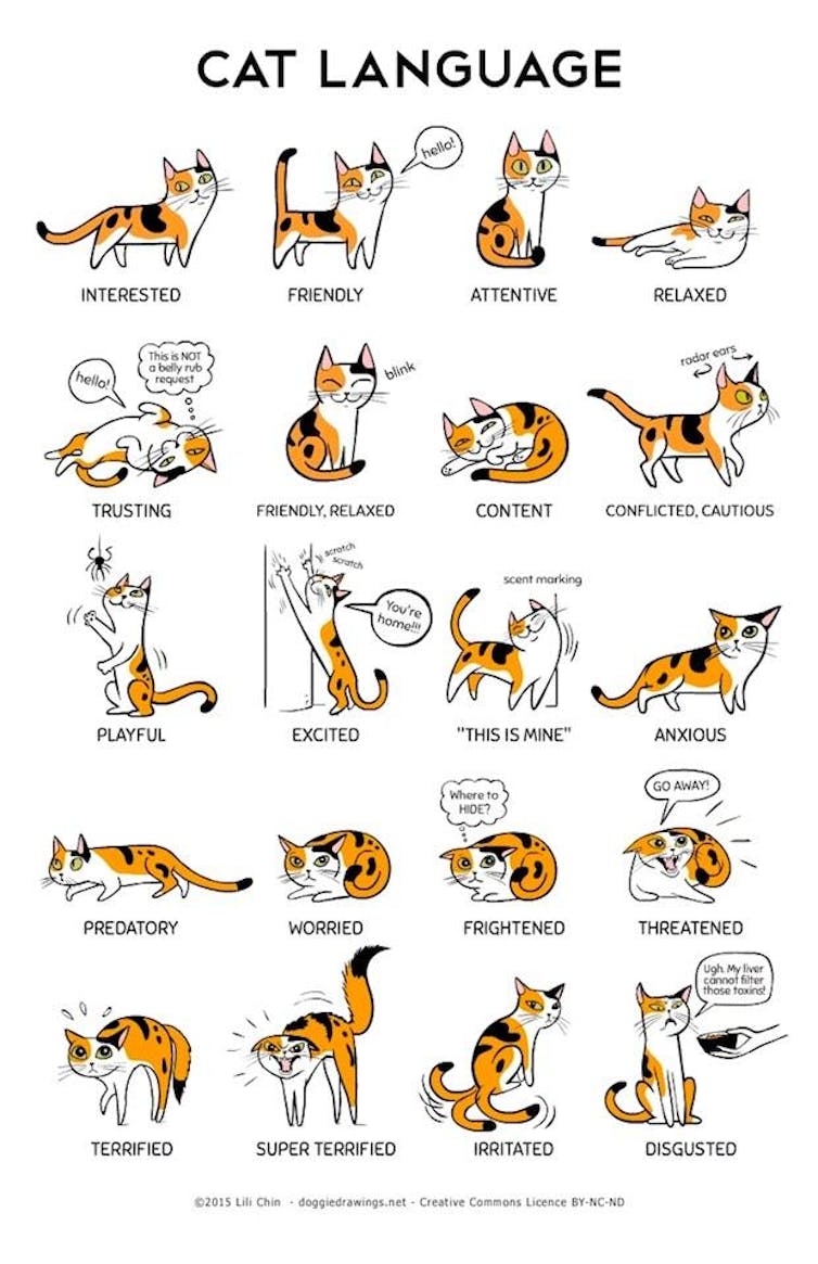 cat faces language