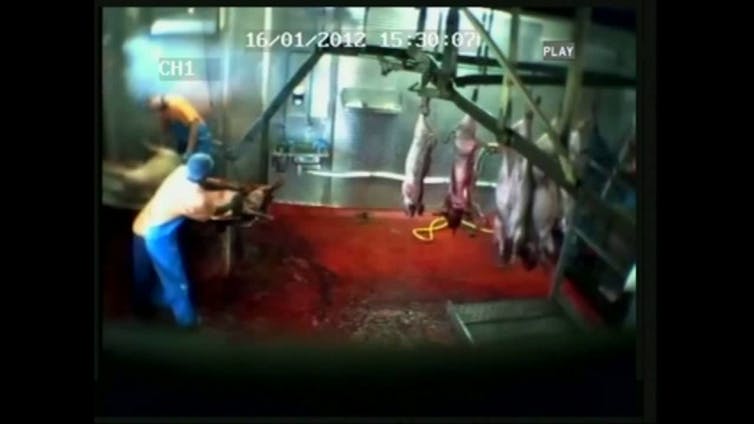 Animals suffer for meat production