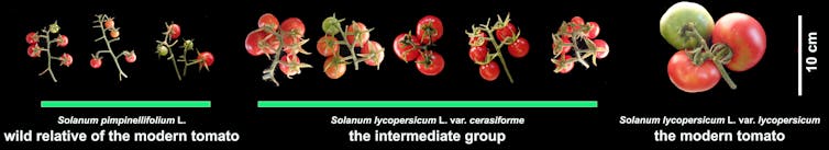 Modern tomatoes are very different from their wild ancestors – and we found missing links in their evolution