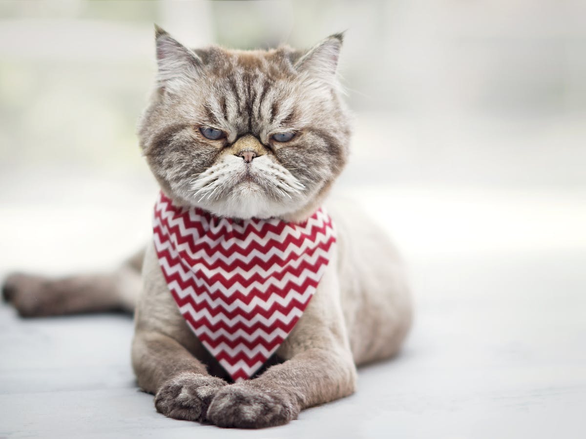 Are You A Cat Whisperer How To Read Fluffy S Facial Expressions